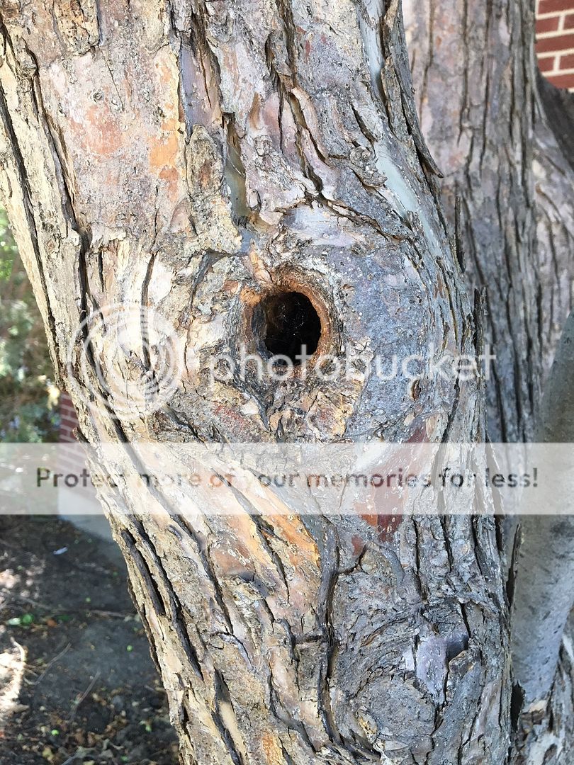 Can my apple tree be saved? Arborist, Chainsaw & Tree Work Forum